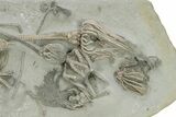 Spectacular Fossil Crinoid Plate - Crawfordsville, Indiana #255133-3